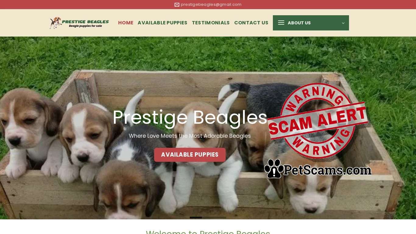 is Prestige Beagles – Beagle puppies for sale legit? screenshot
