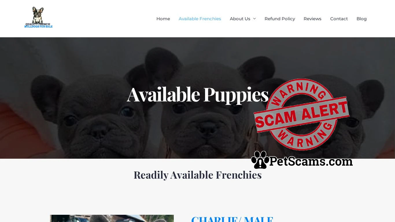 is french bulldog puppies for sale - Available Puppies legit? screenshot