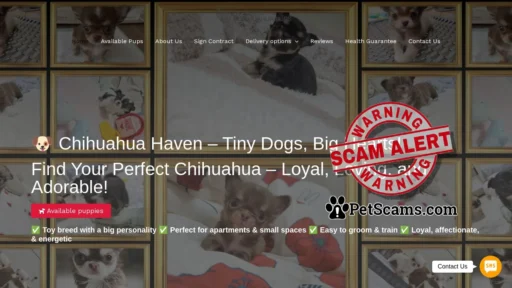 Scam Website: Roberts Chihuahua Pups – chihuahua Puppies for sale