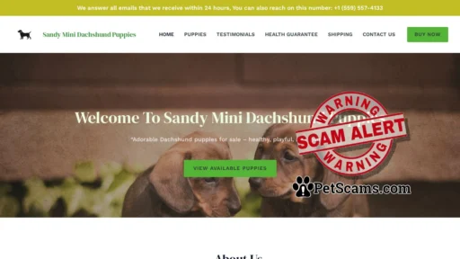 Scam Website: Sandy Mini Dachshund Puppies – Pure breed puppies