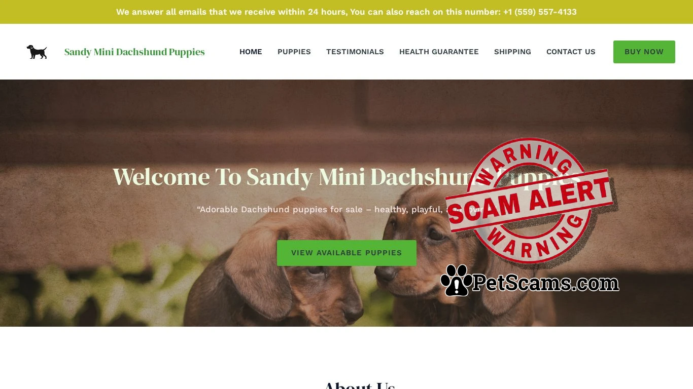 is Sandy Mini Dachshund Puppies – Pure breed puppies legit? screenshot