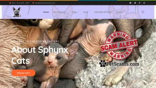 Scam Website: Kevine loh sphynx cattery - STAR HAIRLESS CATS