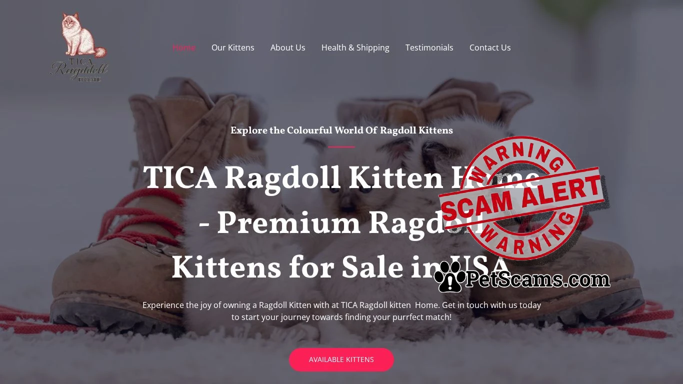 Scam Website: TICA Ragdoll Kitten Home – Ragdoll kittens For Sale
