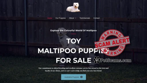 Scam Website: Toy Maltipoo Puppies For Sale