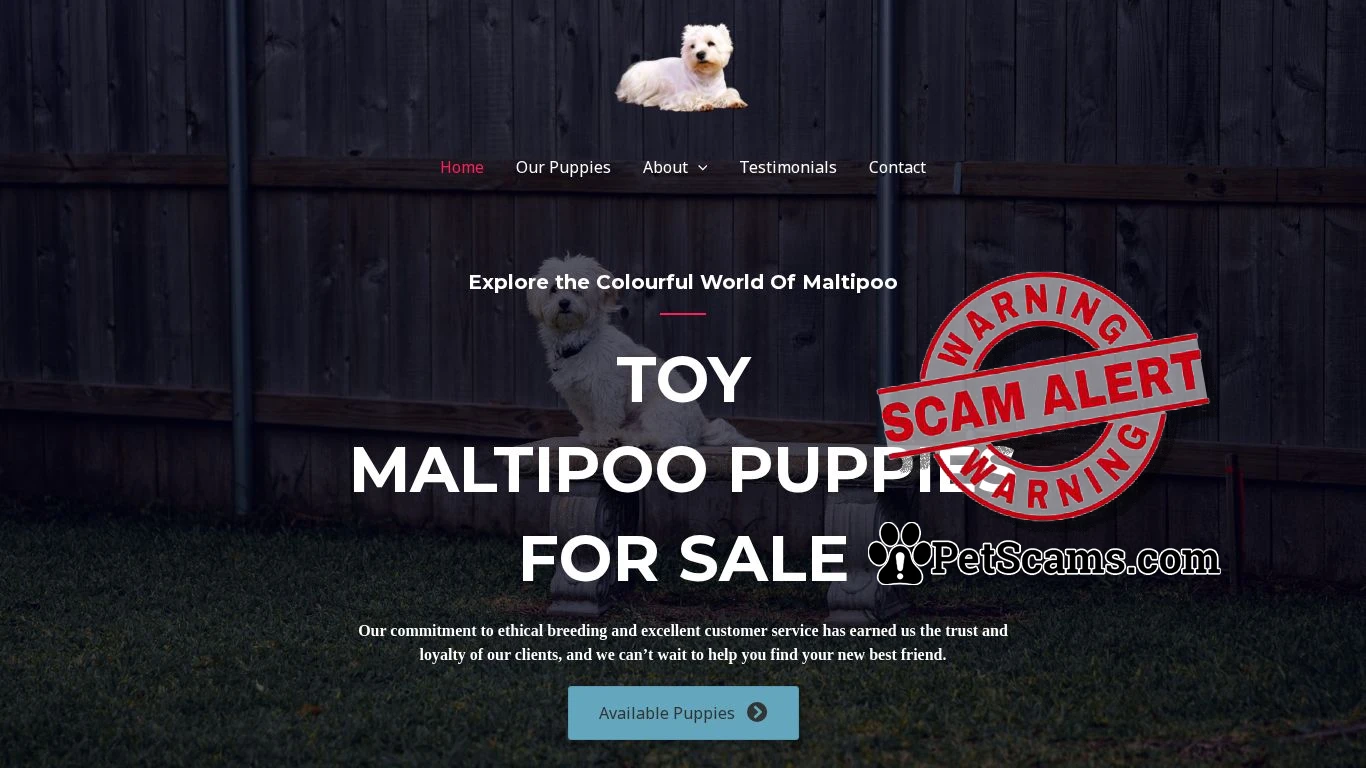 is Toy Maltipoo Puppies For Sale legit? screenshot