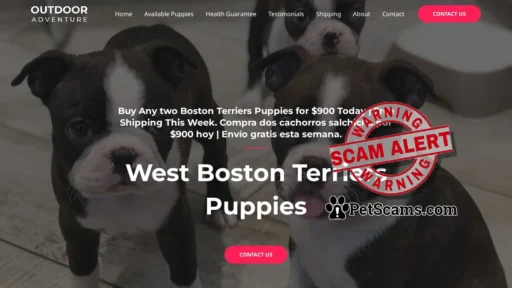 Scam Website: westbostonterriers.com