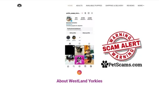 Scam Website: Yorkie for adoption