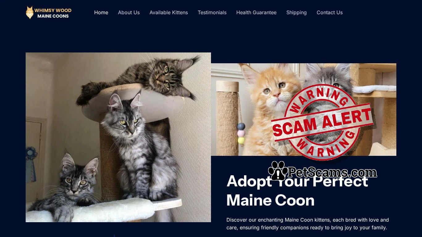 is Whimsy Wood Maine Coons – Maine Coon Cattery legit? screenshot