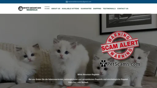 Scam Website: White Mountain Ragdolls – Ragdoll Kittens for sale