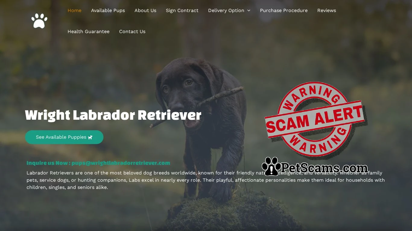 is Wright Labrador Retriever – Labrador Pups for sale legit? screenshot