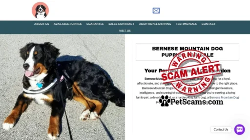 Scam Website: Bernese Mountain Dog puppies for sale | 50% Discount | Adopt Now