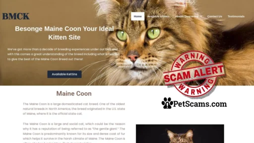 Scam Website: Besonge Maine Coon – Maine Coon Kitten