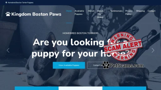 Scam Website: Kingdom Boston Paws - Homebred Boston Terrier Puppies