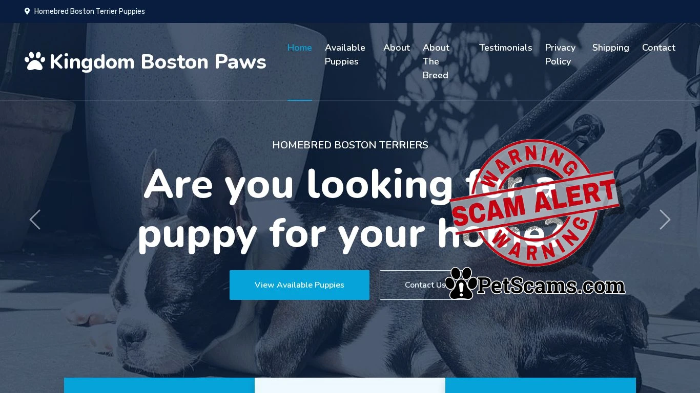 is Kingdom Boston Paws - Homebred Boston Terrier Puppies legit? screenshot