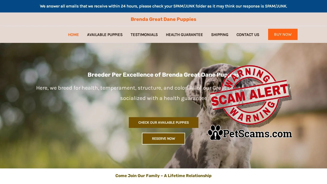 is Brenda Great Dane Puppies – Great Dane Puppies For Sale legit? screenshot