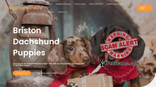Scam Website: Briston Dachshund Puppies – Purebred Dachshund Puppies For Sale
