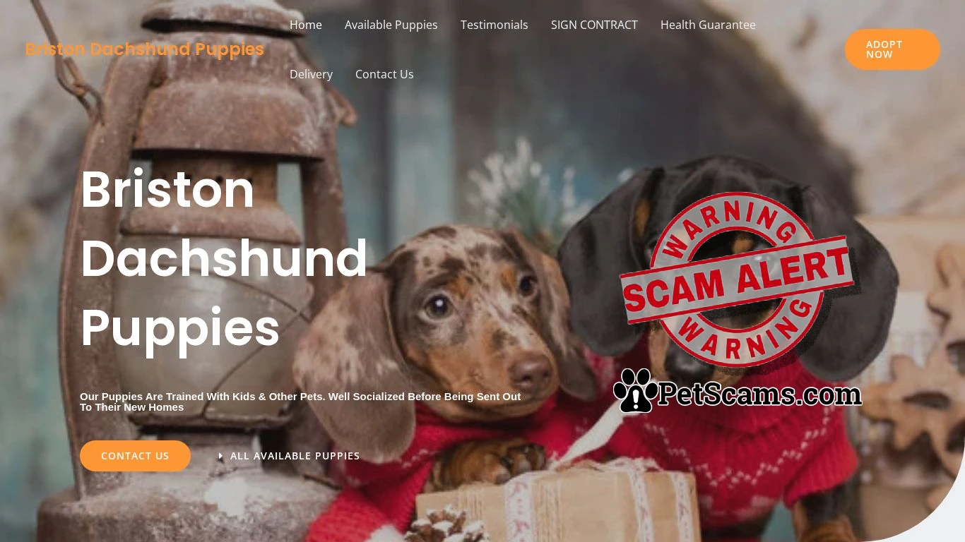 is Briston Dachshund Puppies – Purebred Dachshund Puppies For Sale legit? screenshot