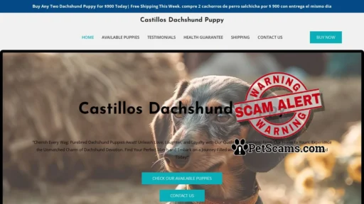 Scam Website: Castillos Dachshund Puppy – Purebred Dachshund Puppies For Sale