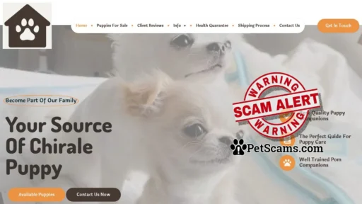 Scam Website: ChiRoyale – Chihuahua puppies for sale!