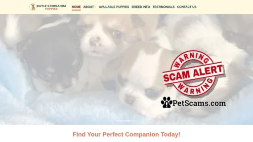 Scam Website: Dayle Chihuahua Puppies – Chihuahua puppies for sale