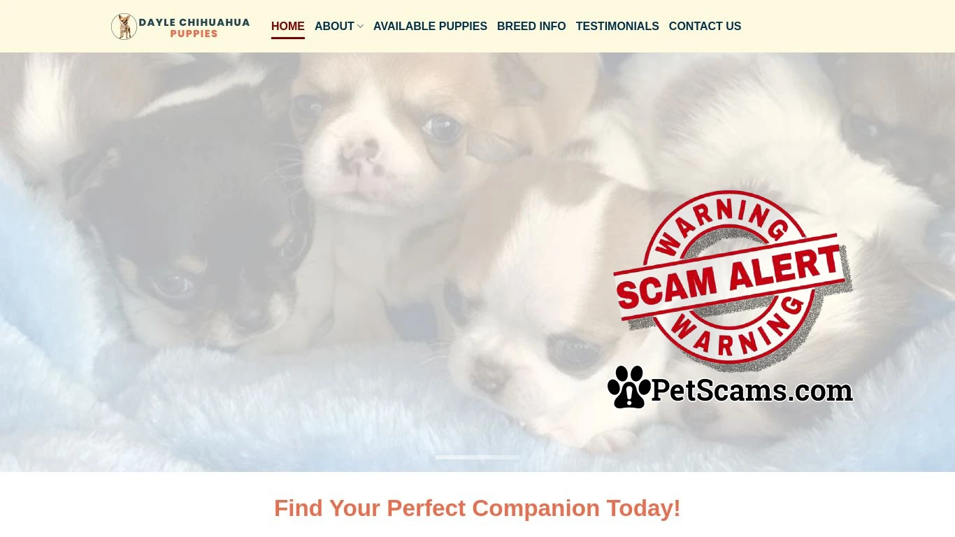 is Dayle Chihuahua Puppies – Chihuahua puppies for sale legit? screenshot