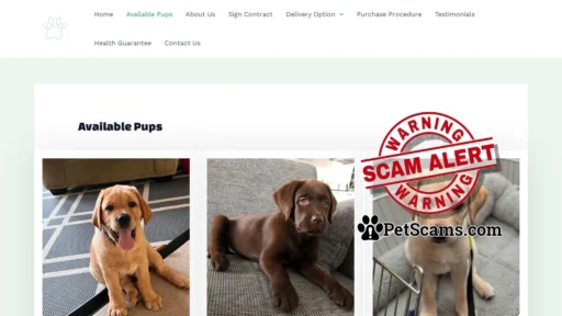 Scam Website: Earn Hard Labrador Retrievers – Labrador Pups for sale