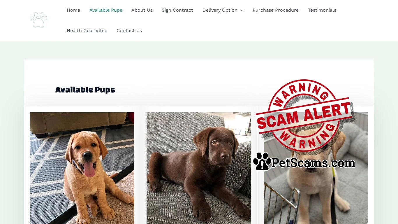 is Earn Hard Labrador Retrievers – Labrador Pups for sale legit? screenshot