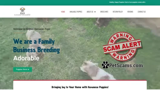Scam Website: Elegant Havanese – The Perfect Blend of Joy and Cuddles!