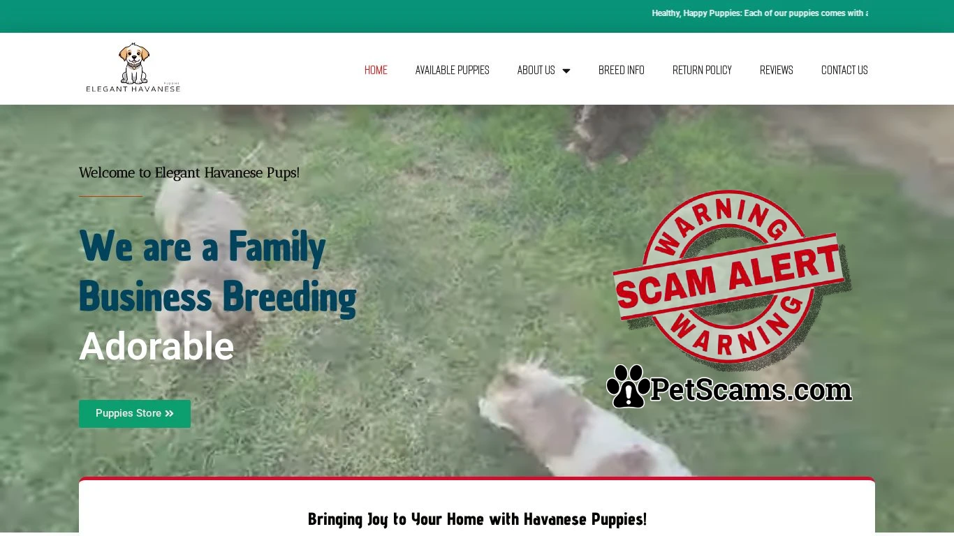 is Elegant Havanese – The Perfect Blend of Joy and Cuddles! legit? screenshot