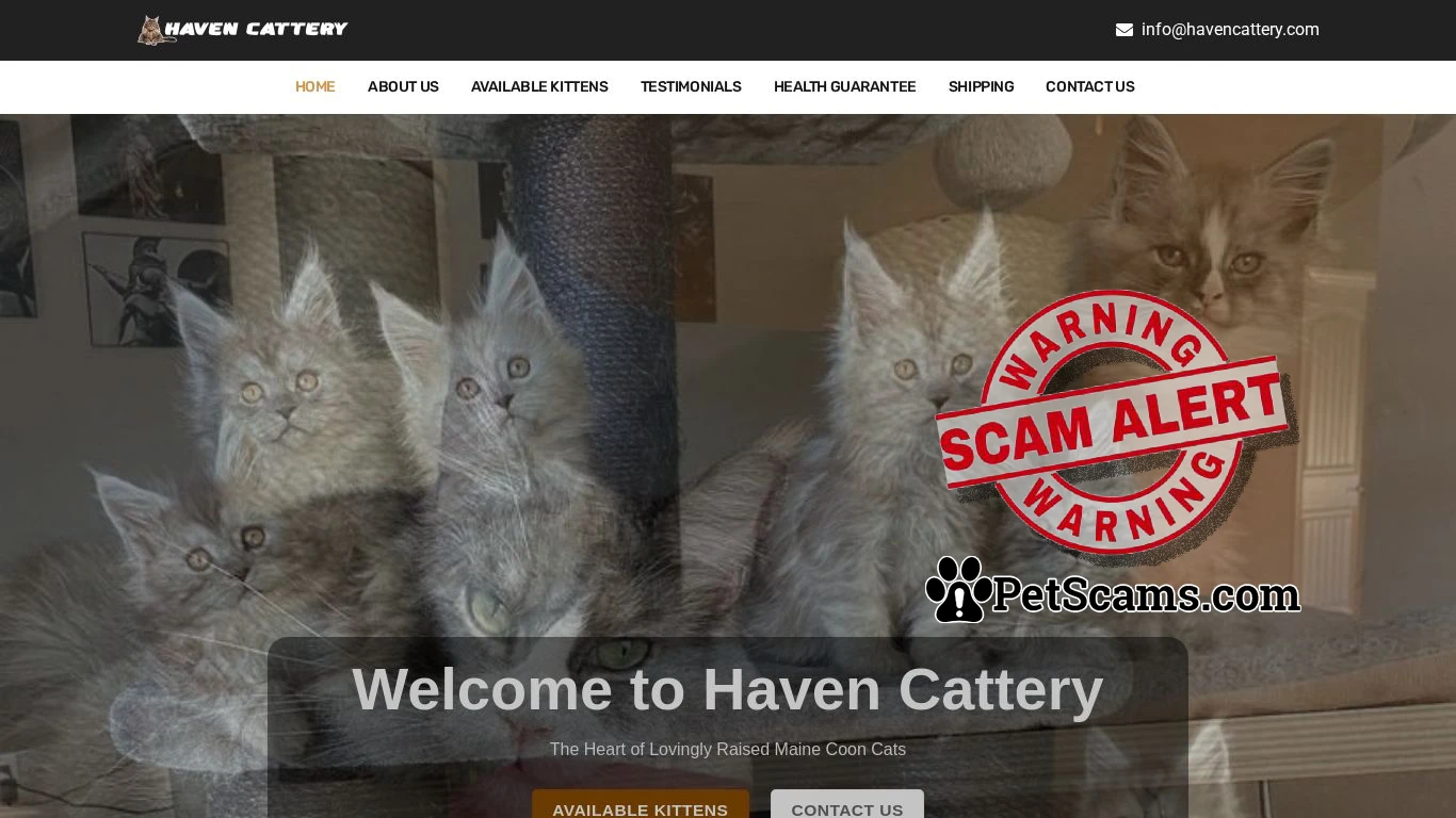 is Haven Cattery – Maine coon kittens for sale legit? screenshot