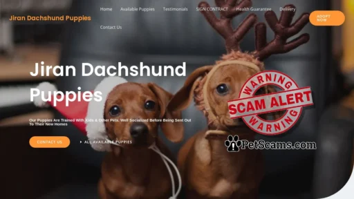 Scam Website: Jiran Dachshund Puppies – Purebred Dachshund Puppies For Sale