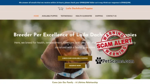 Scam Website: Laila Dachshund Puppies – Dachshund Puppies For Sale