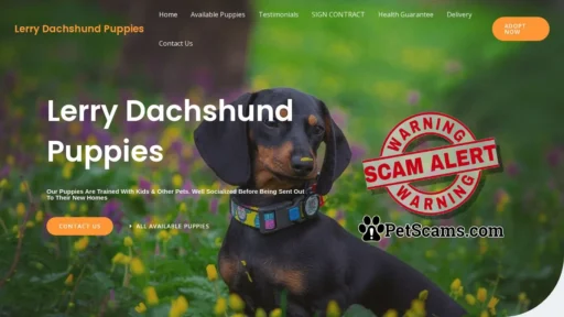 Scam Website: Lerry Dachshund Puppies – Purebred Dachshund Puppies For Sale