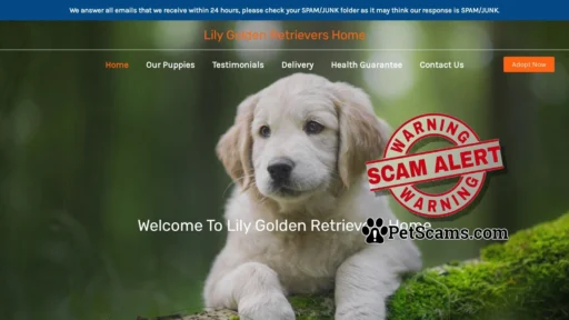 Scam Website: Lily Golden Retrievers Home – Purebred Golden Retrievers For Sale