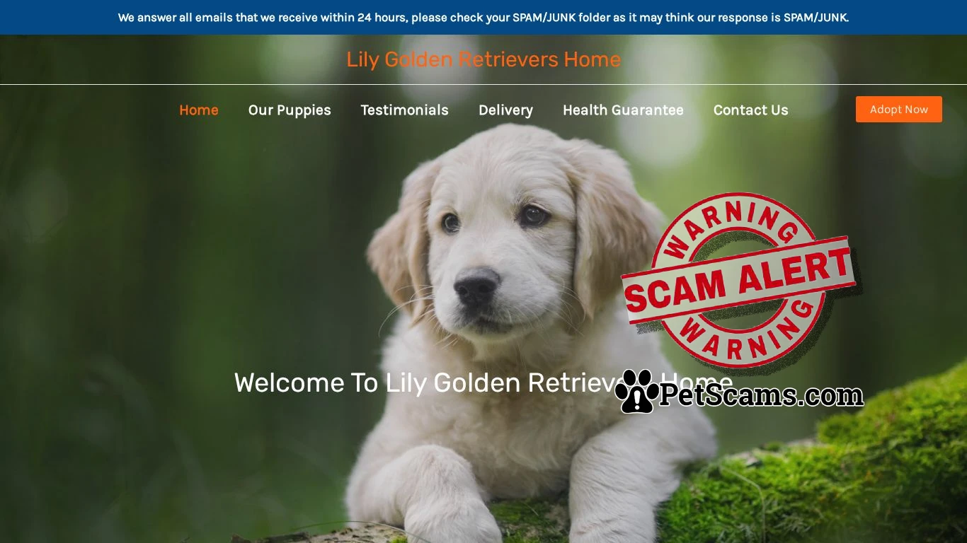 Scam Website: Lily Golden Retrievers Home – Purebred Golden Retrievers For Sale