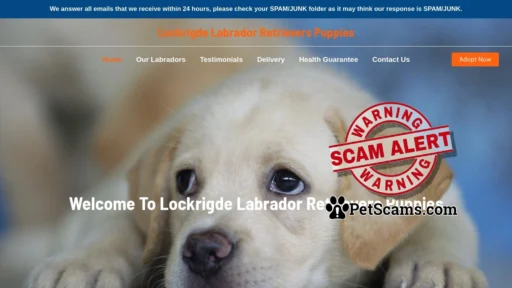 Scam Website: Lockrigde Labrador Retrievers Puppies – Purebred Labrador Retrievers For Sale