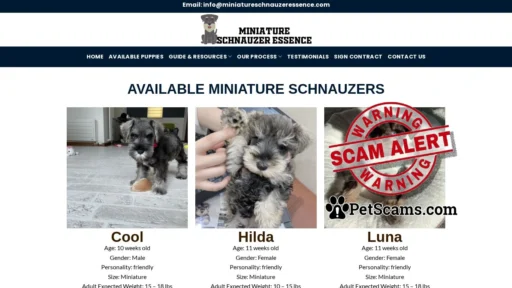 Scam Website: Miniature Schnauzer Essence – Adopt A Schnauzer Puppy