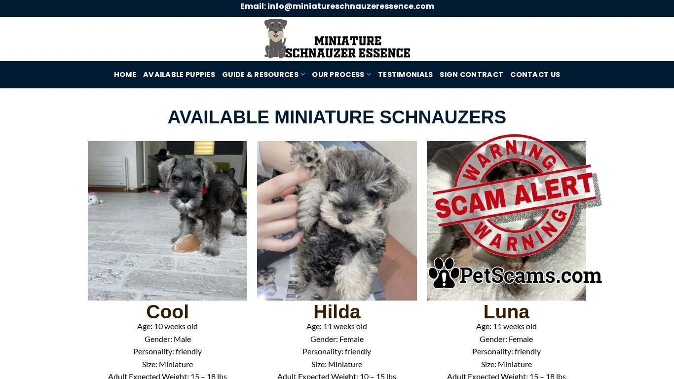 is Miniature Schnauzer Essence – Adopt A Schnauzer Puppy legit? screenshot