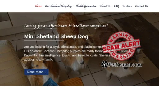 Scam Website: Mini Shetland Sheep Dog – Mini Sheltie Puppies For Sale
