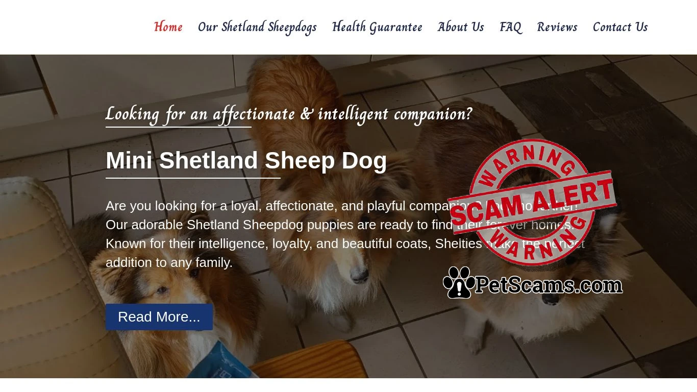 is Mini Shetland Sheep Dog – Mini Sheltie Puppies For Sale legit? screenshot