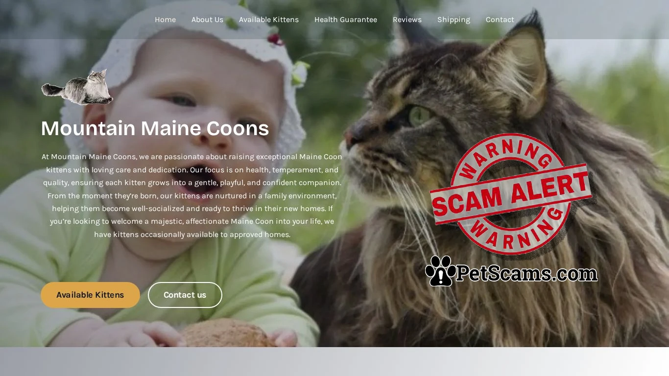 is Mountain Maine Coons – Maine Coon Kittens For Sale legit? screenshot