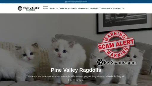 Scam Website: Pine Valley Ragdolls – Ragdoll Kittens for sale