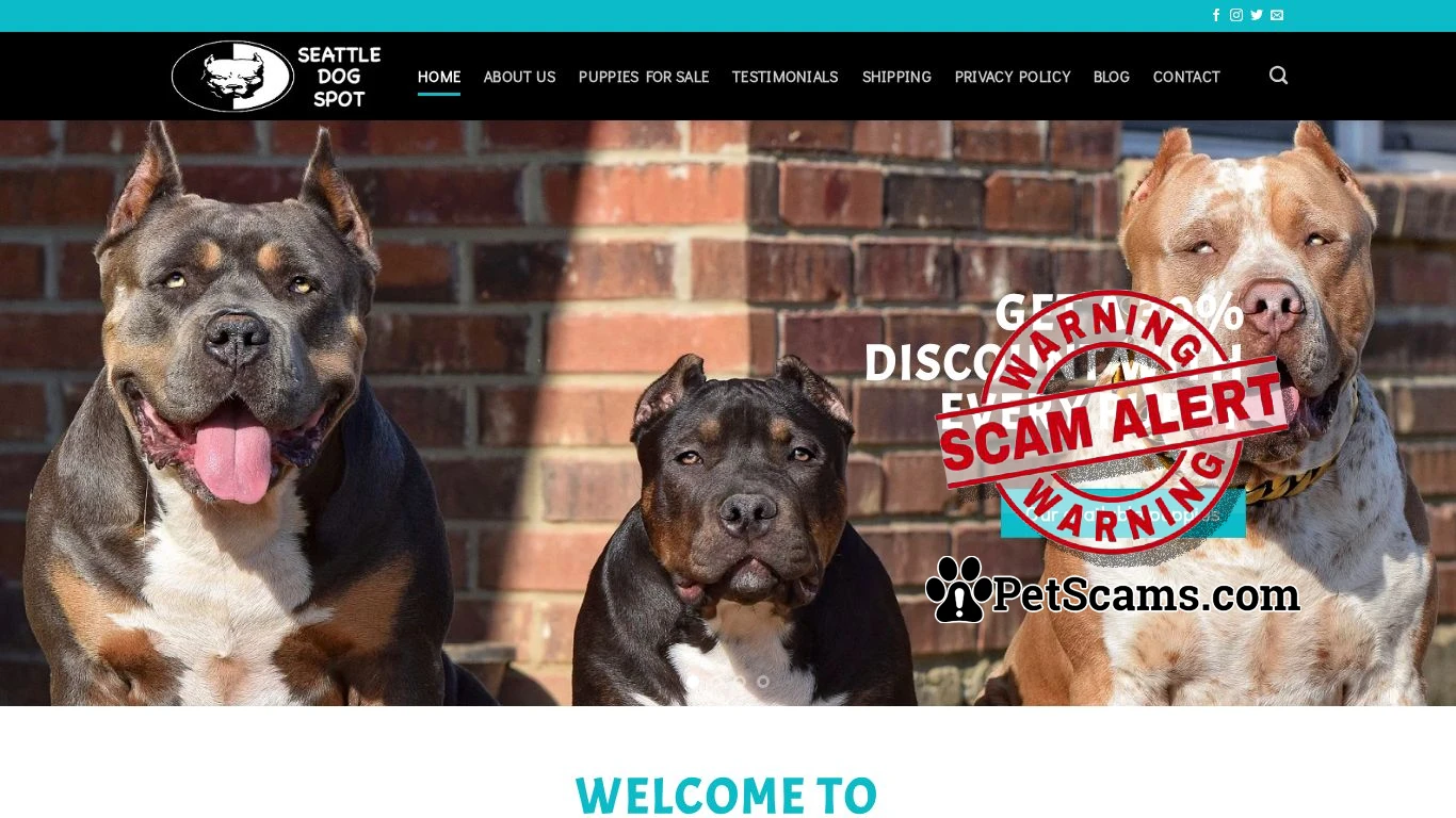 is Pitbull puppies for sale - Cheap pitbull puppies for sale | Bluenose pitbull puppies for sale legit? screenshot