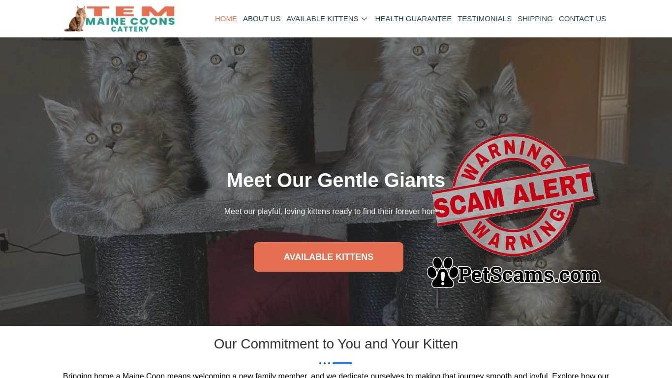 Scam Website: Home | Tem Maine Coons Cattery