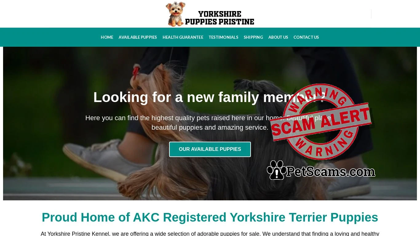 is Yorkshire Puppies Pristine – Amazing Puppies For Sale legit? screenshot