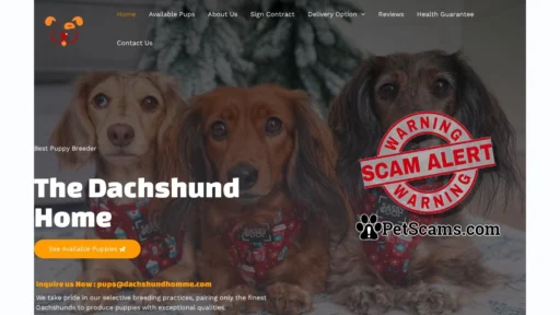 Scam Website: Dachshund Home – Pups for sale